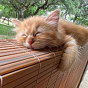 Michi joined the competition — help win amazing prizes! bamboo_blind, cat, close_up, cute, domestic_cat, feline, ginger_cat, kitten, nap, nature, orange_fur, outdoor, paw, pet, portrait, sleeping, soft_fur, trees, whiskers, window_blind