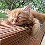 bamboo_blind, cat, close_up, cute, domestic_cat, feline, ginger_cat, kitten, nap, nature, orange_fur, outdoor, paw, pet, portrait, sleeping, soft_fur, trees, whiskers, window_blind