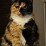 cat, calico, fur, whiskers, ears, eyes, pet, animal, indoor, portrait, sitting, feline, cute, closeup, mammal, domestic, tabby, curious, soft, fluffy