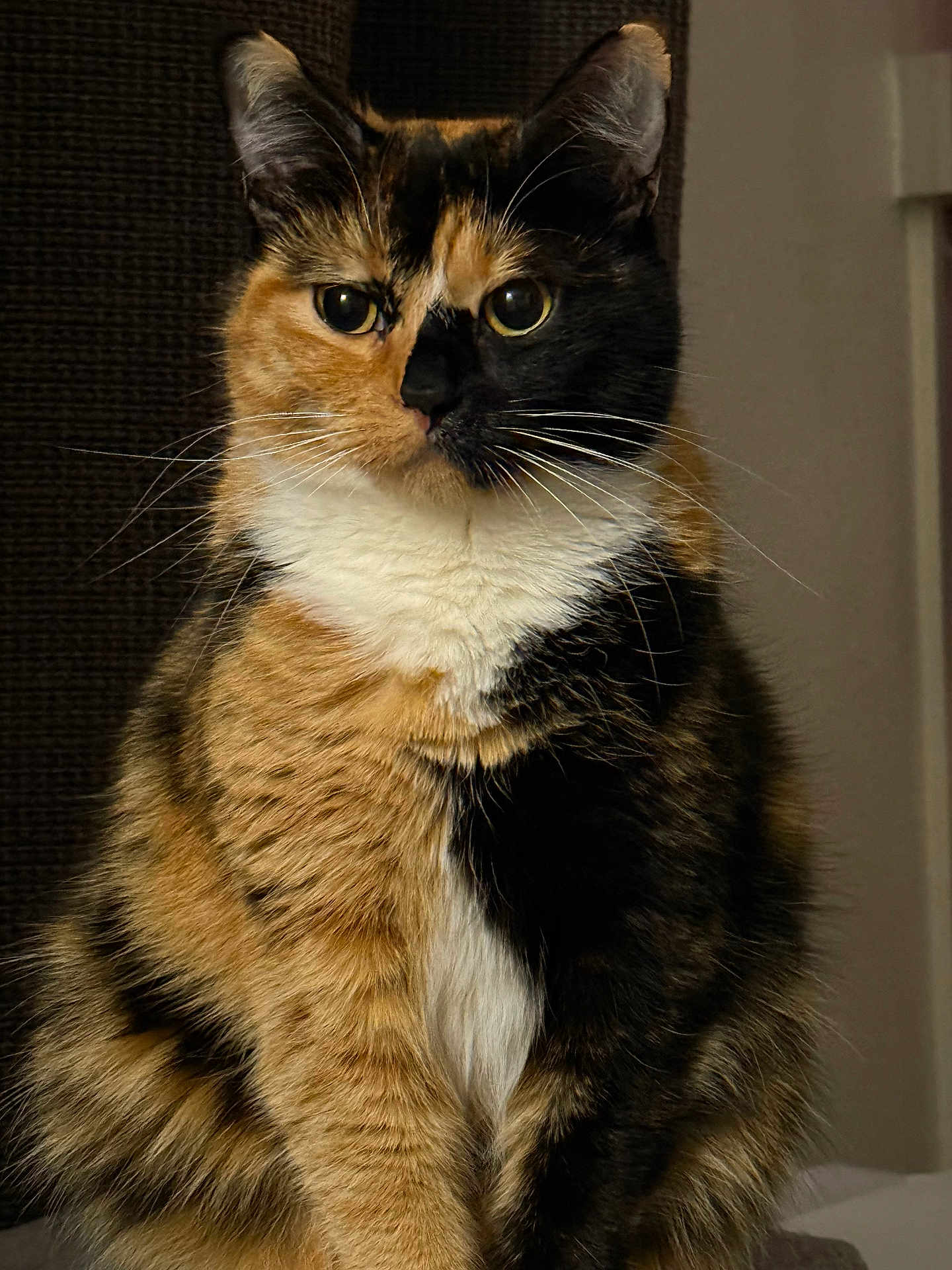 Poppet is registered to the contest to win money with this photo: cat, calico, fur, whiskers, ears, eyes, pet, animal, indoor, portrait, sitting, feline, cute, closeup, mammal, domestic, tabby, curious, soft, fluffy