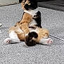 Poppet is registered to the contest to win money with this photo: alert, animal, calico, carpet, cat, cute, domestic, door, ears, feline, floor, fur, indoor, looking, paws, pet, relaxed, sitting, tail, whiskers