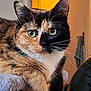 Poppet is registered to the contest to win money with this photo: calico_cat, cat, pet, feline, animal, indoor, green_eyes, fur, whiskers, perch, relaxed, closeup, portrait, cute, domestic_cat, soft_texture, orange_fur, black_fur, white_paws, cozy