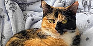 Poppet joined the competition — help win amazing prizes! animal, blanket, calico, cat, comfort, cozy, domestic_cat, feline, fur, home, indoor, patterned_blanket, pet, portrait, relaxed, resting, soft, tail, whiskers, yellow_eyes