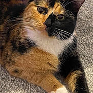 Poppet joined the competition — help win amazing prizes! animal, black, calico, carpet, cat, closeup, curious, cute, domestic, face, feline, fur, indoor, laying_down, mammal, orange, paw, pet, relaxed, whiskers