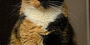 Poppet is registered to the contest to win money with this photo: cat, calico, feline, pet, animal, fur, whiskers, indoor, portrait, sitting, closeup, cute, eyes, face, orange, black, white, tabby, domestic_cat, furry