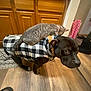 animal, animal_interaction, black_dog, calm, canine, cat, checkered_jacket, companions, curious, dog, domestic, feline, floor_rug, home, indoor, pet, pet_clothing, tabby_cat, wood_cabinets, wood_floor