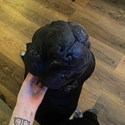Morpheus joined the competition — help win amazing prizes! animal, black_dog, companion, curious, cute, dog, domestic_animal, face, flooring, fur, hand, head, human_hand, indoor, looking_up, person, pet, petting, tattoo, wooden_floor