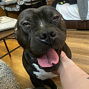 Morpheus is registered to the contest to win money with this photo: affection, black_dog, casual, chair, closeup, cozy, dog, floor, furniture, hand, happy, indoor, living_room, person, pet, smiling, table, tongue_out, white_chest, wooden_floor