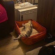 Edana joined the competition — help win amazing prizes! animal, cabinet, cat, cozy, cushion, dog, domestic, furniture, heater, indoor, living_room, orange_bed, pet, pet_bed, quiet, relaxed, resting_dog, sleep, sleeping_cat, wooden_floor