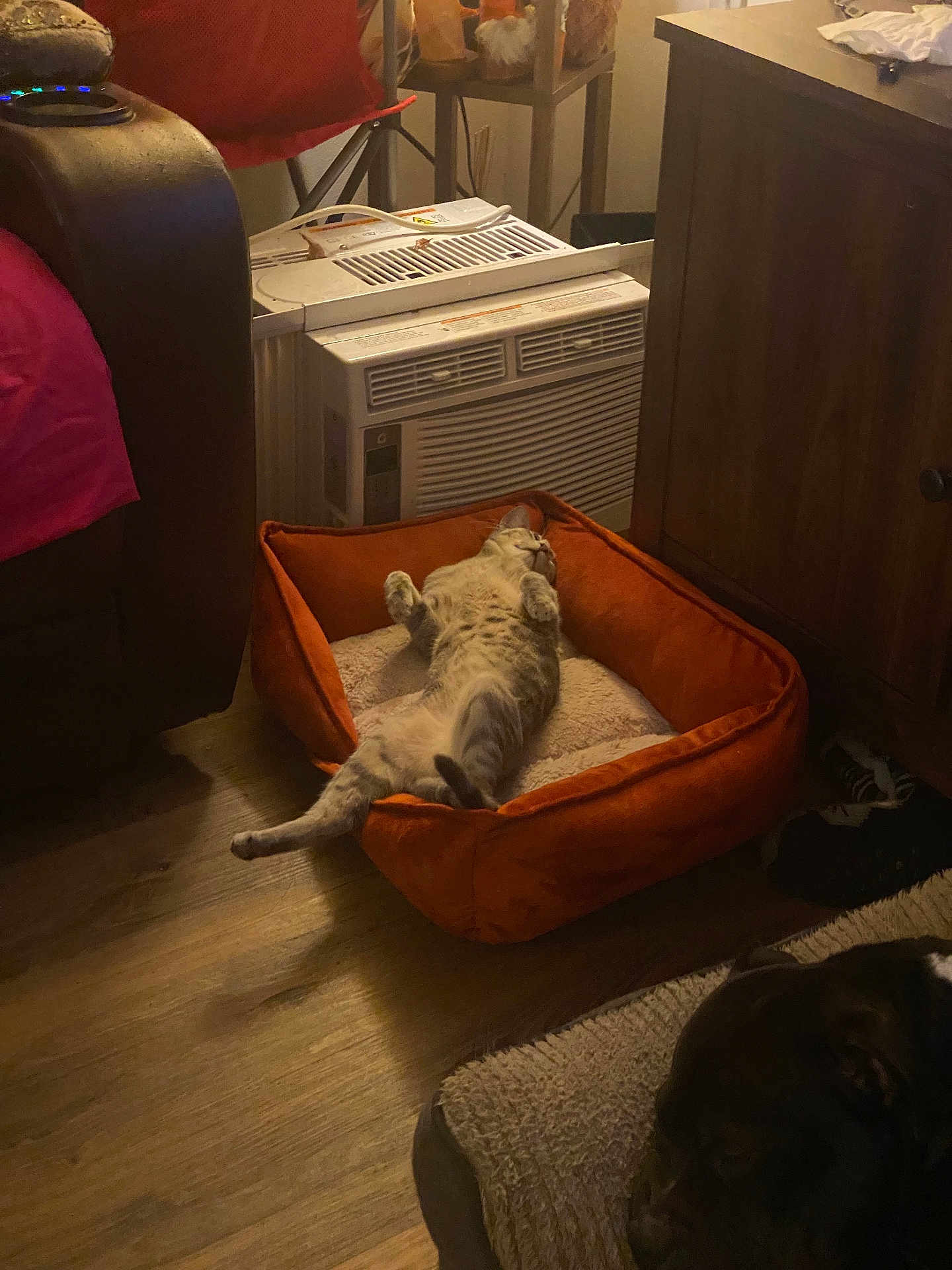 Edana joined the competition — help win amazing prizes! animal, cabinet, cat, cozy, cushion, dog, domestic, furniture, heater, indoor, living_room, orange_bed, pet, pet_bed, quiet, relaxed, resting_dog, sleep, sleeping_cat, wooden_floor