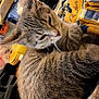 Edana is registered to the contest to win money with this photo: cat, tabby, feline, pet, animal, fur, whiskers, relaxed, curious, indoor, fabric, texture, striped, closeup, cozy, resting, soft, domestic, cute, sleepy