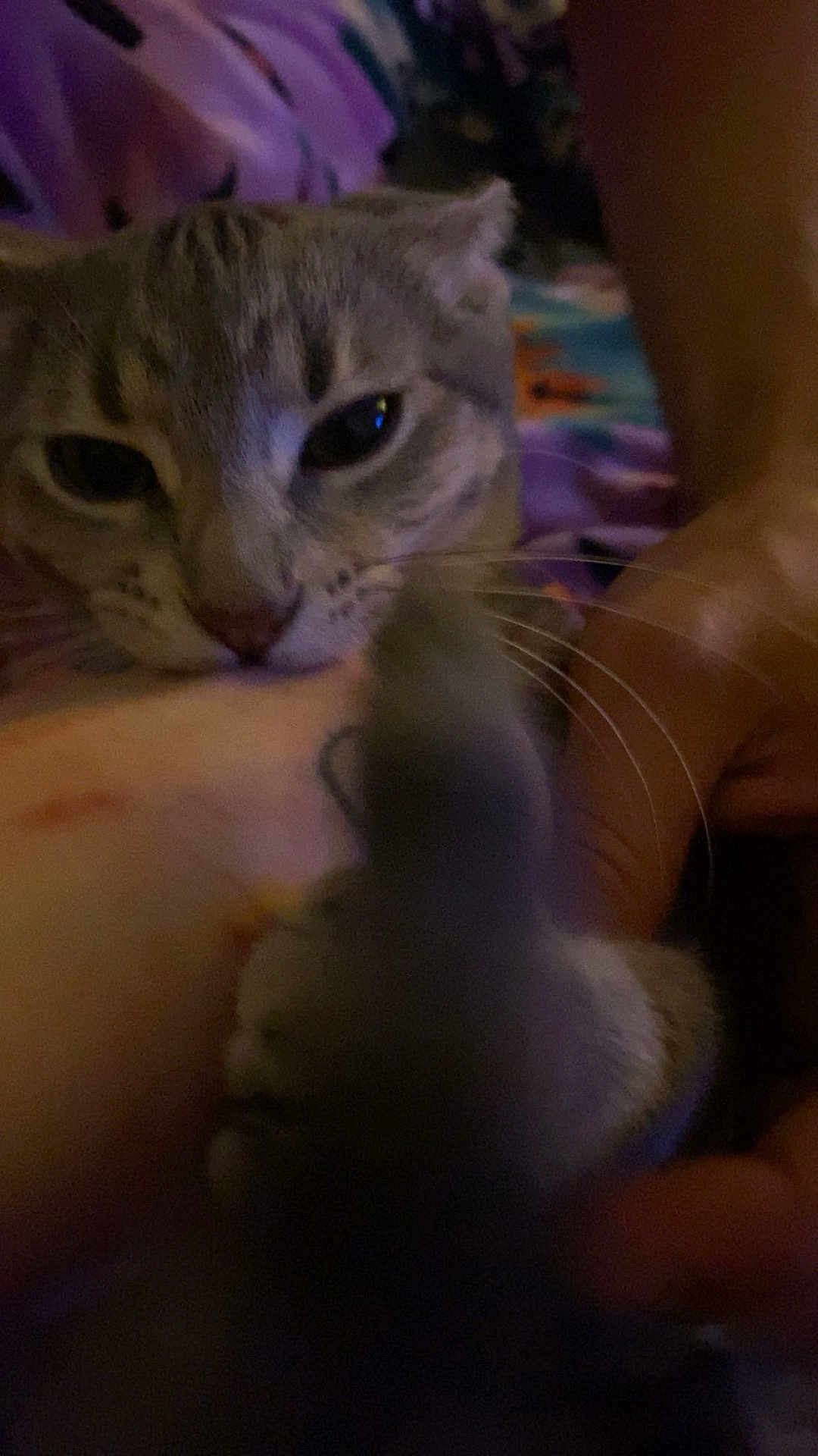 Edana joined the competition — help win amazing prizes! cat, paw, whiskers, person, arm, bite, closeup, indoor, dim_lighting, feline, pet, animal, hand, fur, nibble, blurred_background, purple, skin, domestic_cat, playful