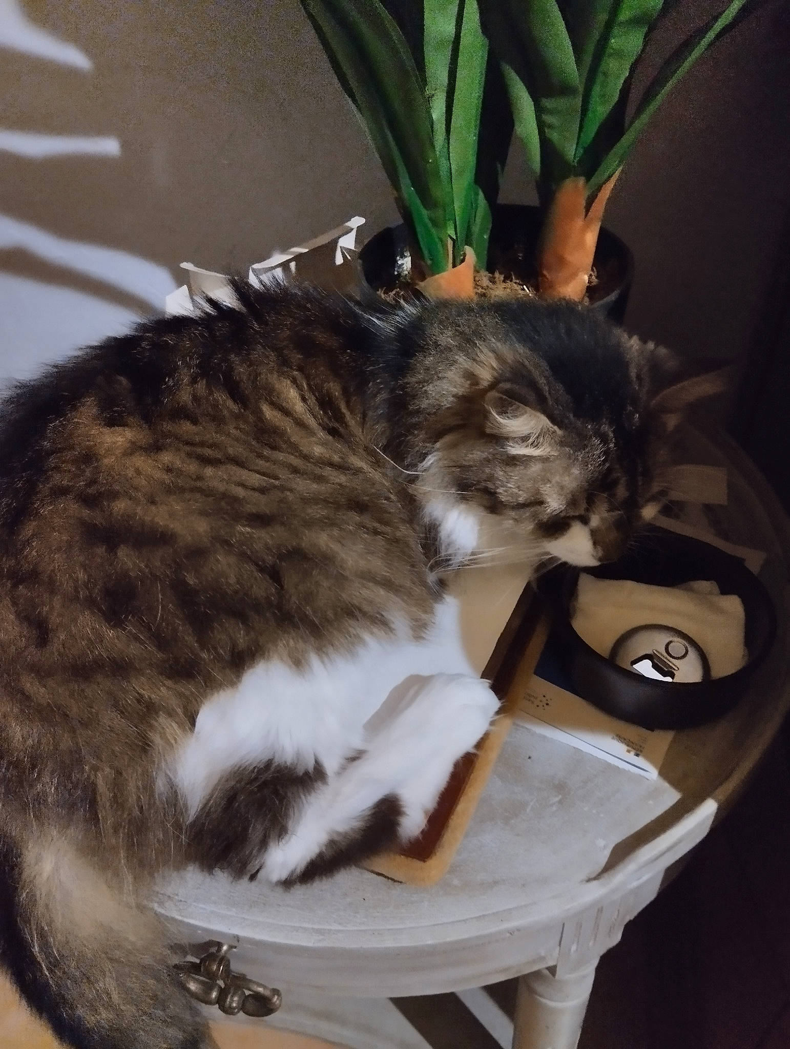 Sylla a rejoint le concours — aidez-le/la à gagner de superbes lots ! basket, box, carnivore, cat, cat_supply, comfort, domestic_short_haired_cat, felidae, flowerpot, fur, grass, herb, houseplant, plant, sitting, small_to_medium_sized_cats, tail, terrestrial_animal, whiskers, wood