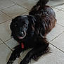 animal, black_dog, calm, canine, companion, dog, domestic_animal, floor, fur, furniture, household, indoor, looking_up, lying_down, paw, pet, red_collar, relaxed, tail, tile_floor