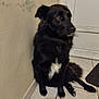 animal, black_dog, companion, corner, dog, domestic, door, fur, house, indoor, looking_away, paw, pet, quiet, side_view, sitting, stairs, tile_floor, wall, white_patch