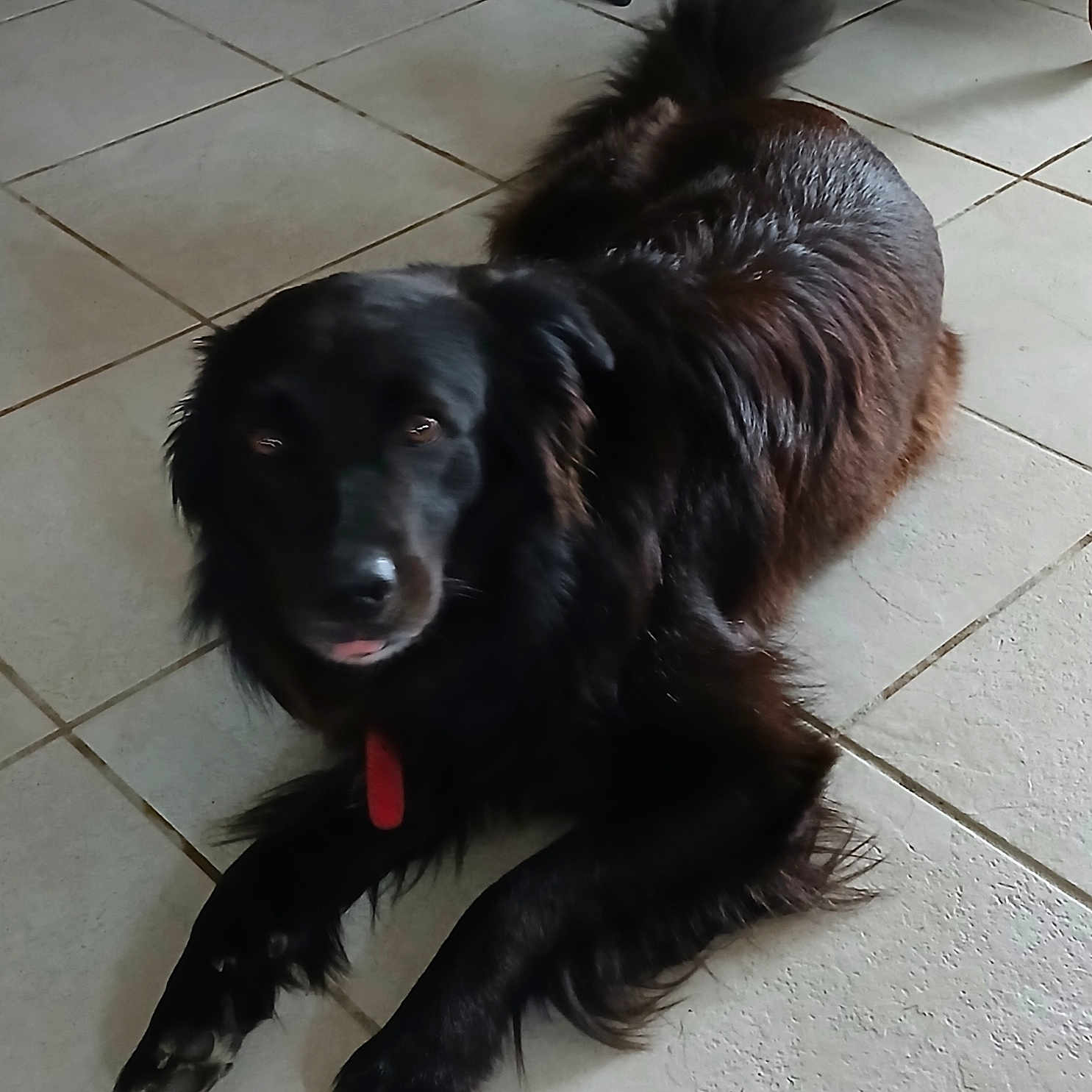 Spide Gisele a rejoint le concours — aidez-le/la à gagner de superbes lots ! animal, black_dog, canine, companion, cute, dog, domestic, friendly, fur, household, indoor, laying_down, looking_up, mammal, paw, pet, relaxed, resting, tile_floor, tongue