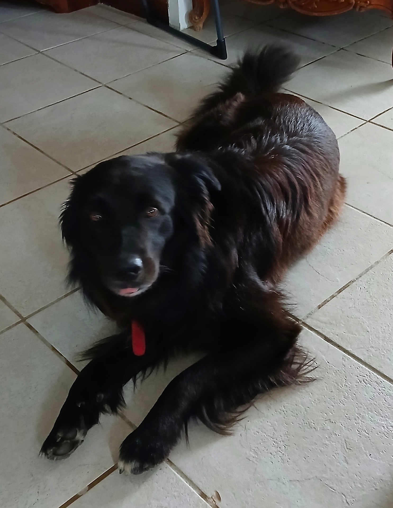 Spide Gisele a rejoint le concours — aidez-le/la à gagner de superbes lots ! dog, black_dog, pet, indoor, tile_floor, fur, animal, canine, relaxed, laying_down, paw, tongue, household, domestic, companion, mammal, cute, friendly, looking_up, resting