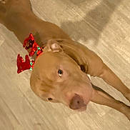 Siggy participe au concours pour gagner de l'argent avec cette photo : dog, brown_dog, antlers, sparkly, holiday, festive, pet, animal, floor, wooden_floor, stretching, looking_up, indoor, cute, canine, domestic_animal, playful, ears, nose, paws
