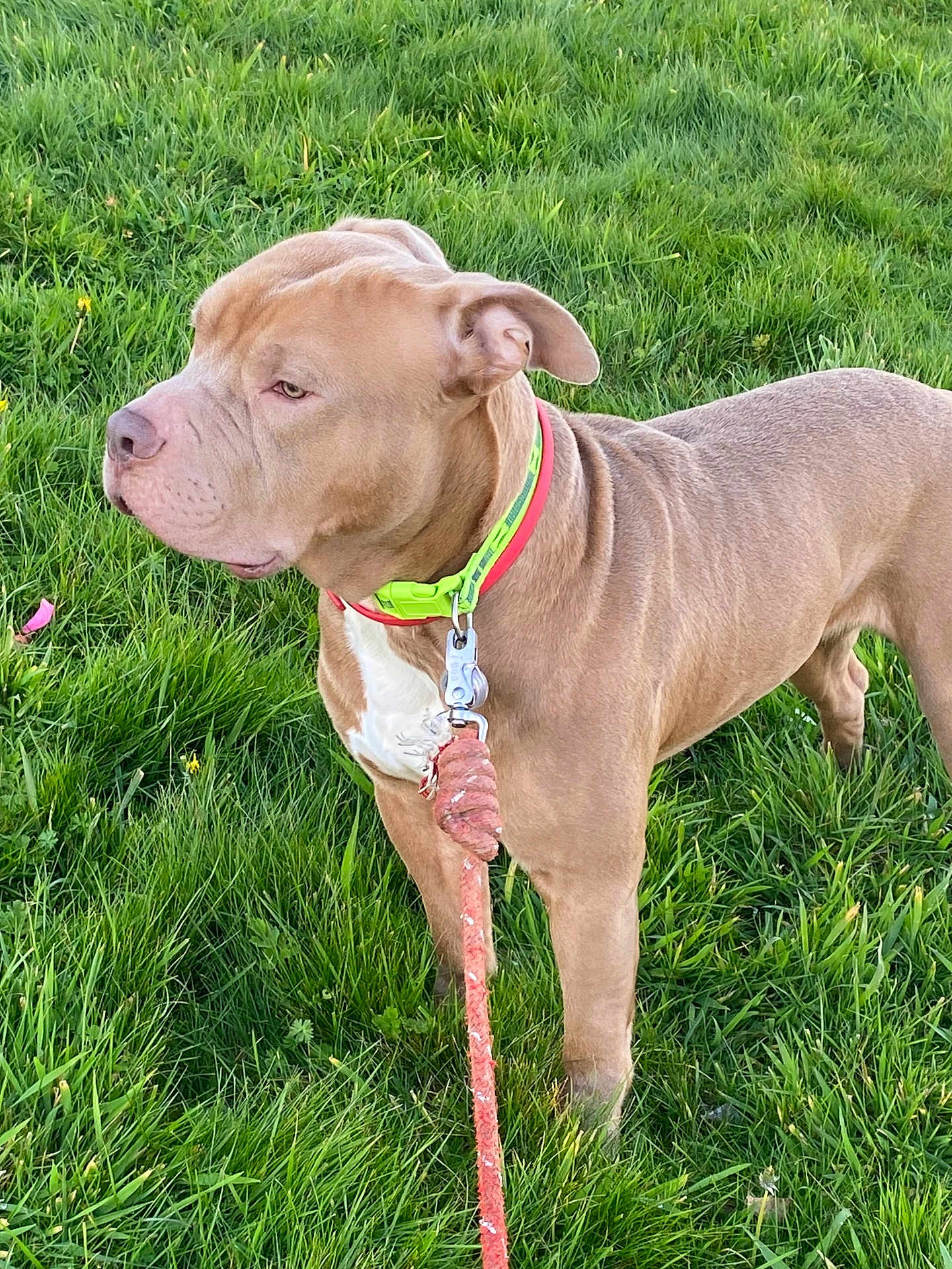 Siggy a rejoint le concours — aidez-le/la à gagner de superbes lots ! dog, canine, pet, grass, outdoor, collar, leash, animal, brown_dog, alert, standing, nature, greenery, mammal, fur, ears, snout, domestic_animal, side_view, summer