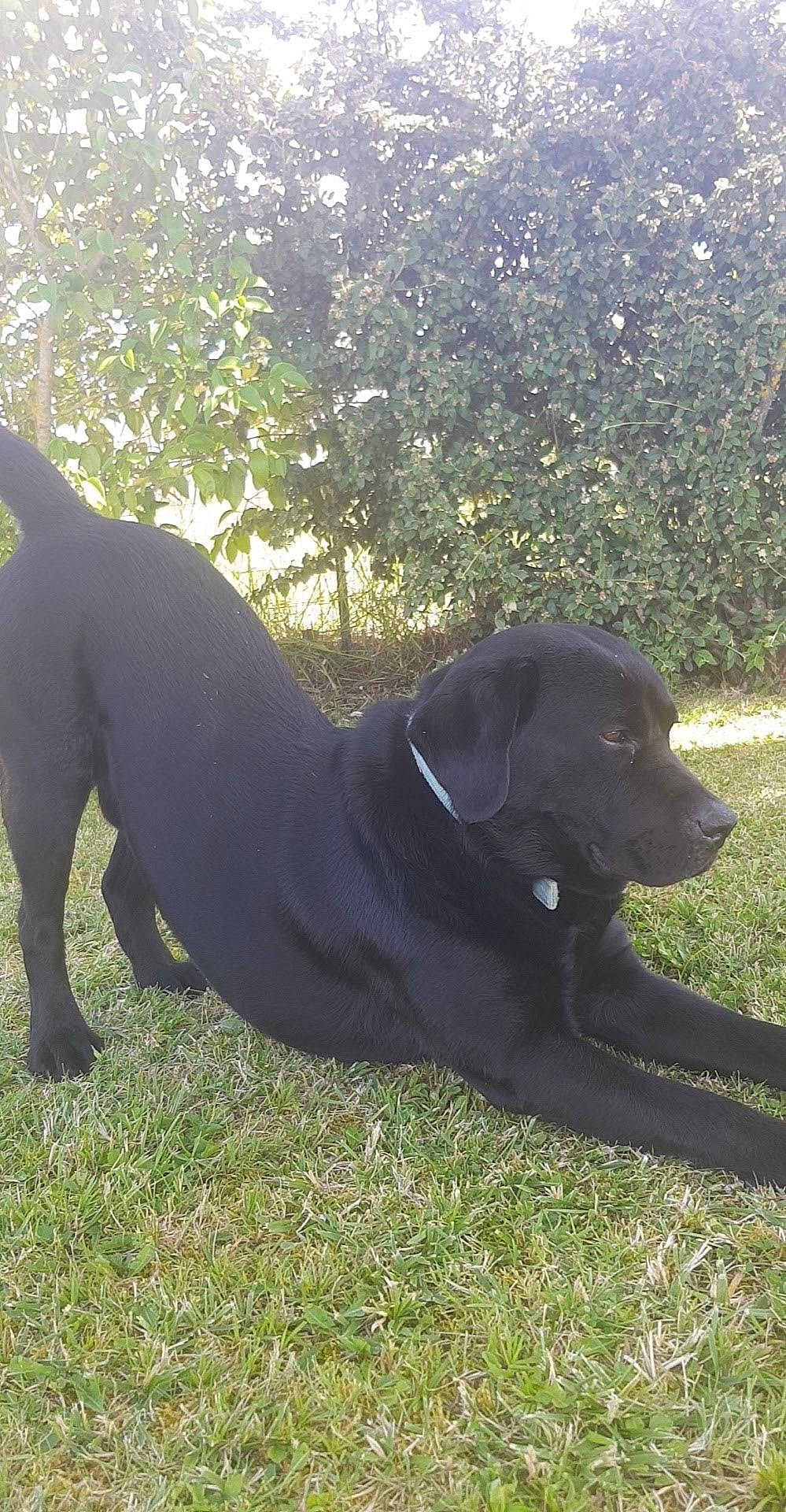 Nouky participe au concours pour gagner de l'argent avec cette photo : borador, canidae, carnivore, comfort, companion_dog, dog, dog_breed, dog_collar, grass, guard_dog, gun_dog, hunting_dog, liver, plant, snout, sporting_group, tail, terrestrial_animal, tints_and_shades, working_animal