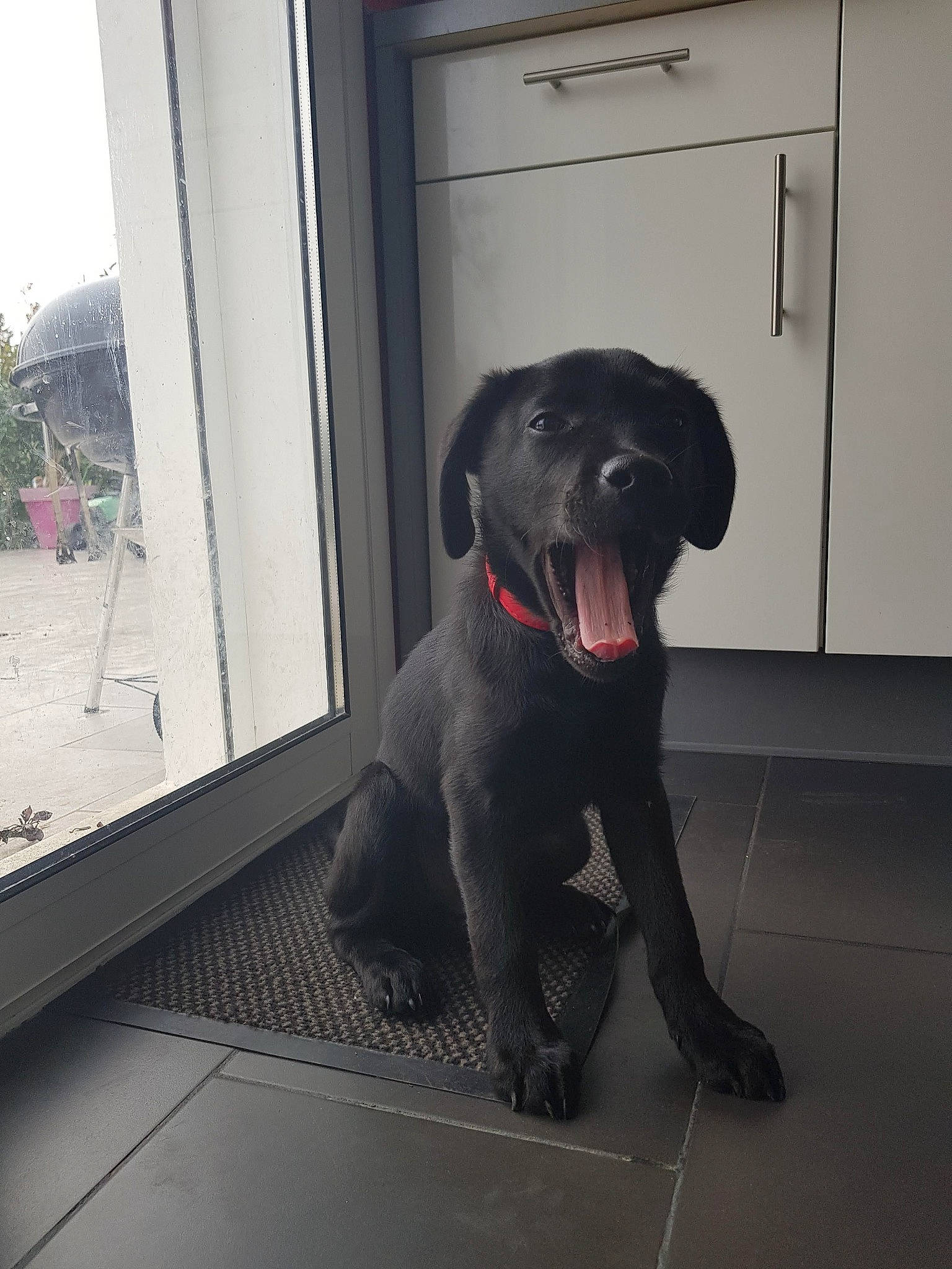 Nouky a rejoint le concours — aidez-le/la à gagner de superbes lots ! borador, canidae, carnivore, companion_dog, dog, dog_breed, dog_collar, fawn, floor, flooring, grey, gun_dog, plant, retriever, snout, sporting_group, tail, whiskers, window, working_animal