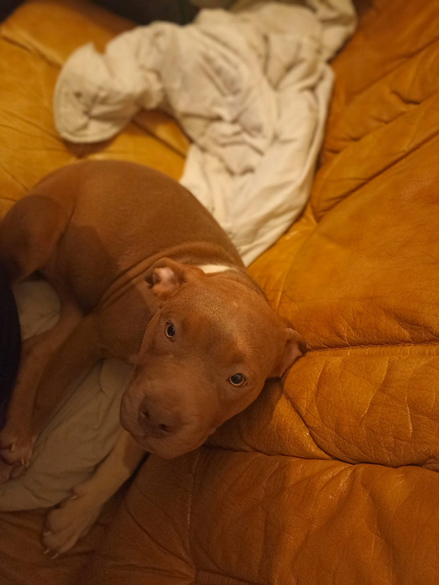 Taya a rejoint le concours — aidez-le/la à gagner de superbes lots ! canidae, carnivore, comfort, companion_dog, dog, dog_breed, fawn, flooring, fur, hardwood, linens, nap, snout, sporting_group, tail, terrestrial_animal, whiskers, wood, working_animal, wrinkle