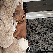 Taya participe au concours pour gagner de l'argent avec cette photo : dog, sleeping, plush_toy, teddy_bear, bedroom, brown_dog, indoor, resting, cozy, stuffed_animal, carpet, furniture, wallpaper, decor, relaxation, domestic, pet, animal, paw, snout