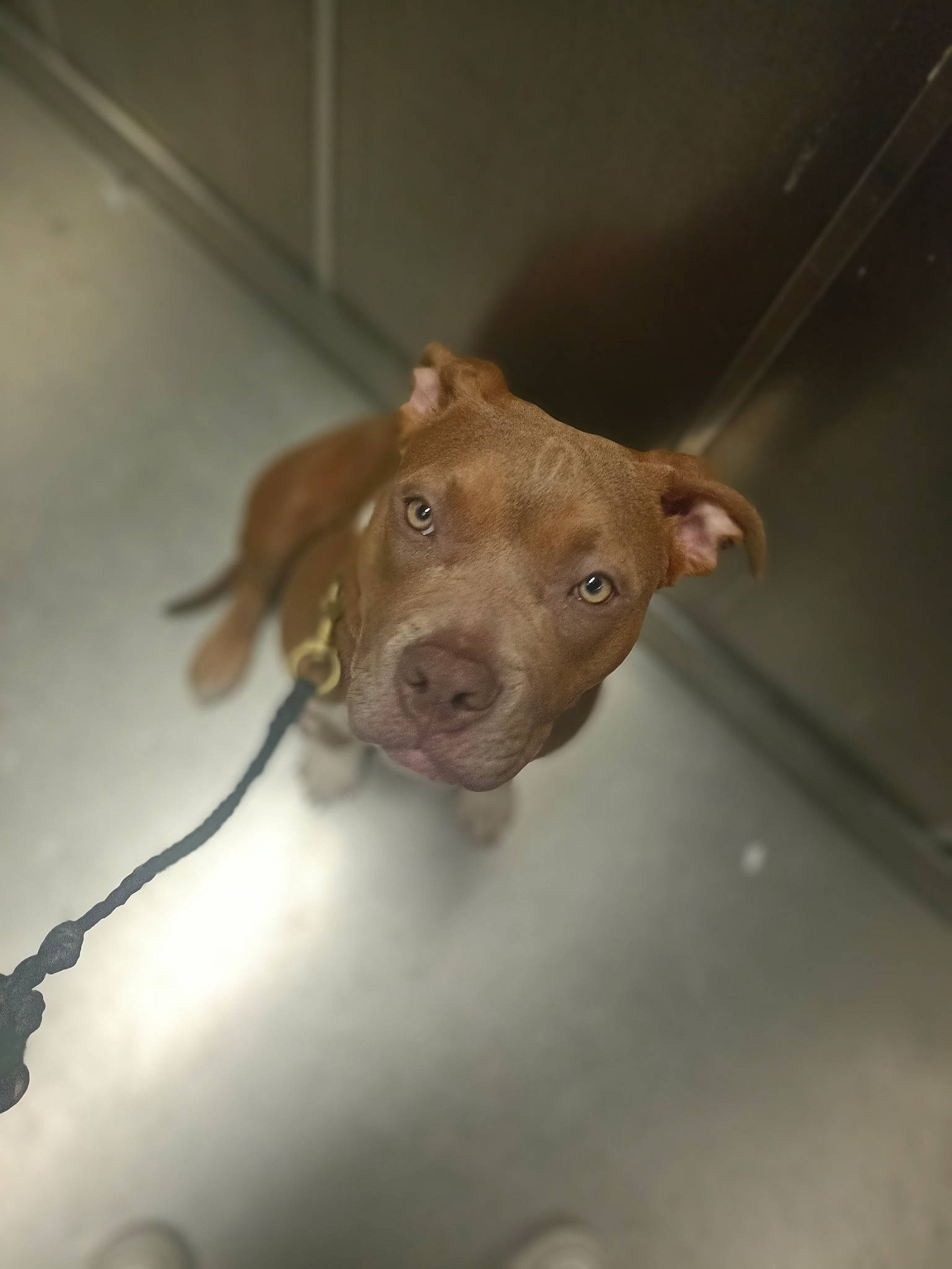 Taya a rejoint le concours — aidez-le/la à gagner de superbes lots ! canidae, carnivore, companion_dog, dog, dog_breed, ear, fur, liver, non_sporting_group, sporting_group, terrestrial_animal, whiskers, wood, working_animal, wrinkle