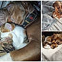 animal, art, beagle, bed, bulldog, canine, cat, collage, couch, dog, furniture, homedecor, hound, linen, person, pet, pitbull, puppy, sleeping, wood