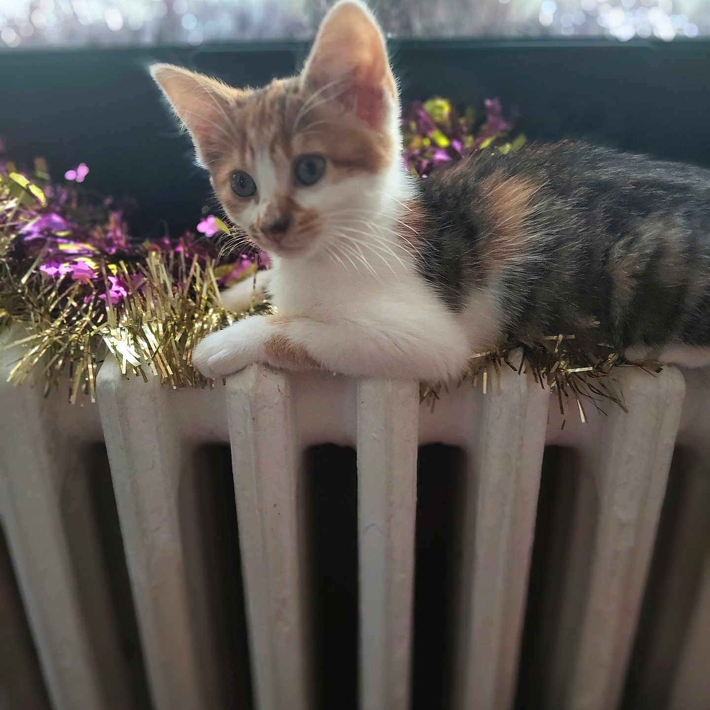Maya