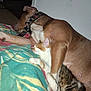 abyssinian, accessories, animal, bed, blanket, bodypart, bulldog, canine, cat, couch, dog, finger, furniture, hand, hound, indoors, person, pet, sleeping, strap