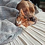 accessories, animal, bag, bed, blanket, bulldog, canine, cat, couch, dog, furniture, handbag, homedecor, hound, kitten, linen, person, pet, quilt, sleeping