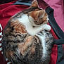 abyssinian, animal, armchair, bag, blanket, cat, chair, couch, furniture, kitten, manx, person, pet, siamese, sleeping