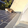 cat, tabby_cat, rooftop, tile_roof, toy_mouse, sunny, outdoor, building, tree, greenery, animal, pet, walking, curious, daylight, shadow, wall, sky, nature, quiet