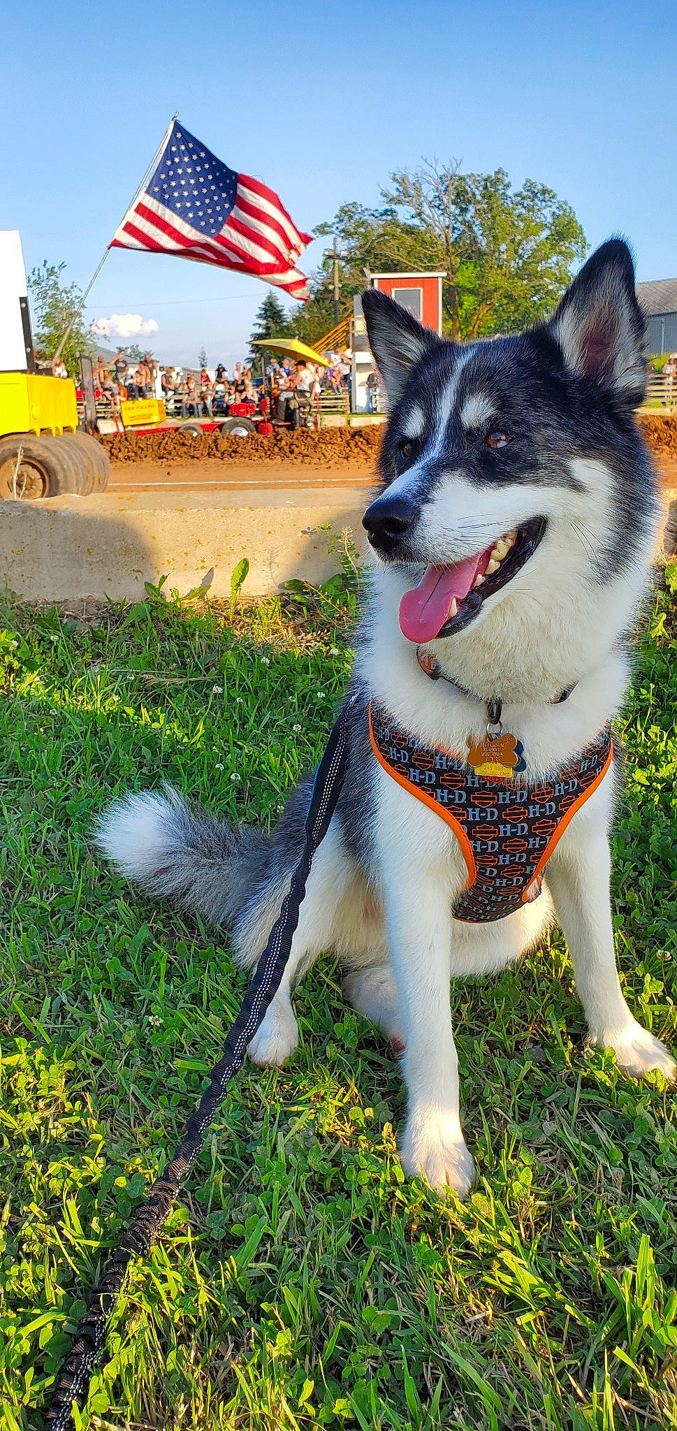 Fynn is registered to the contest to win money with this photo: alaskan_klee_kai, alaskan_malamute, canadian_eskimo_dog, canidae, carnivore, dog, dog_breed, grass, jamthund, mammal, miniature_siberian_husky, northern_inuit_dog, rare_breed_dog, sakhalin_husky, seppala_siberian_sleddog, siberian_husky, sled_dog, snout, vertebrate, working_dog