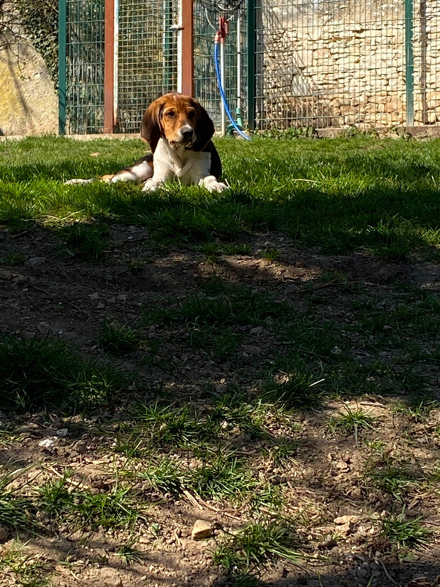 Prodige participe au concours pour gagner de l'argent avec cette photo : backyard, beagle, canidae, carnivore, companion_dog, coonhound, dog, dog_breed, finnish_hound, grass, harrier, lawn, mammal, sporting_group, treeing_walker_coonhound, vertebrate