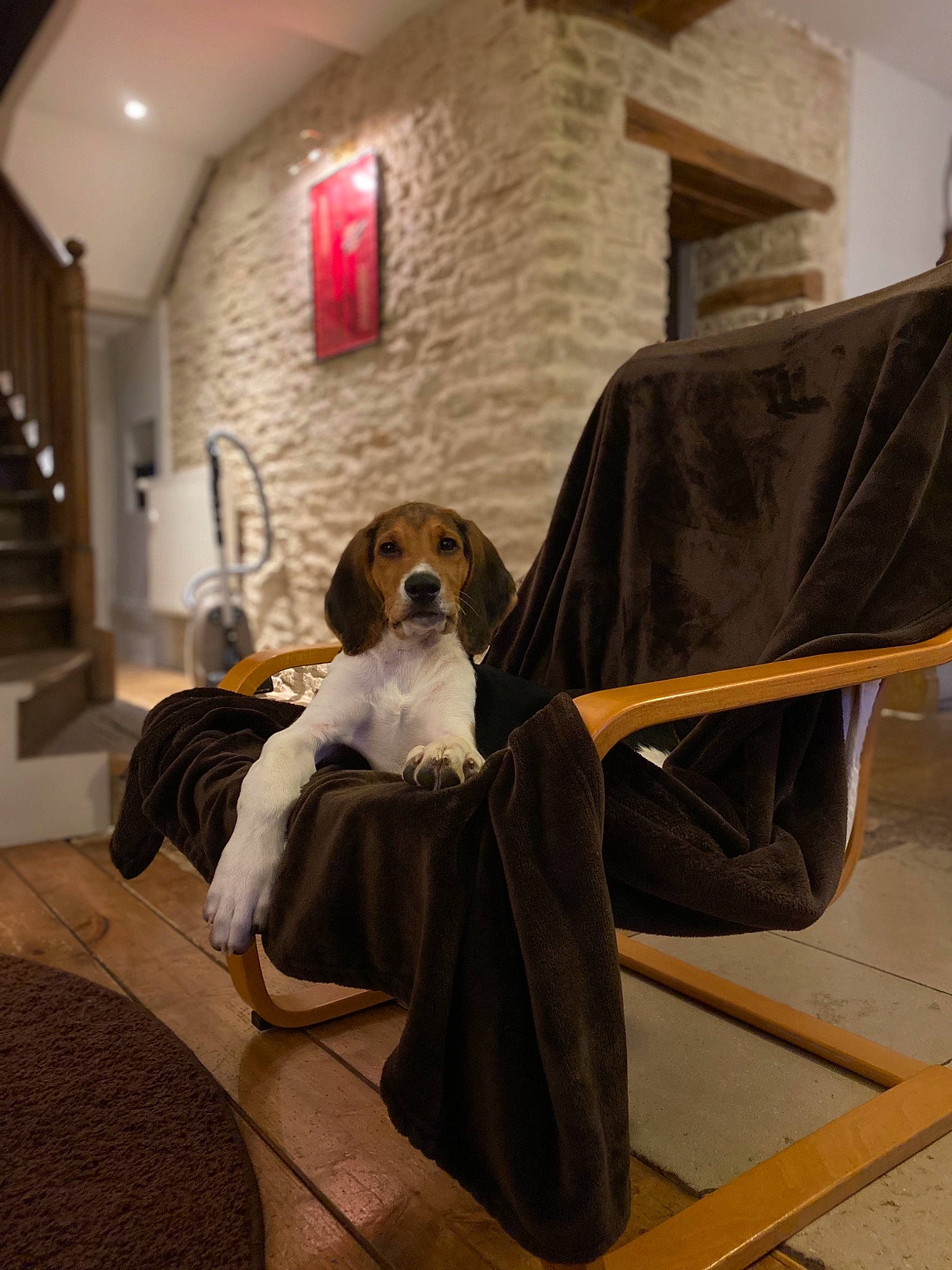 Prodige a rejoint le concours — aidez-le/la à gagner de superbes lots ! canidae, carnivore, companion_dog, dog, dog_breed, sitting