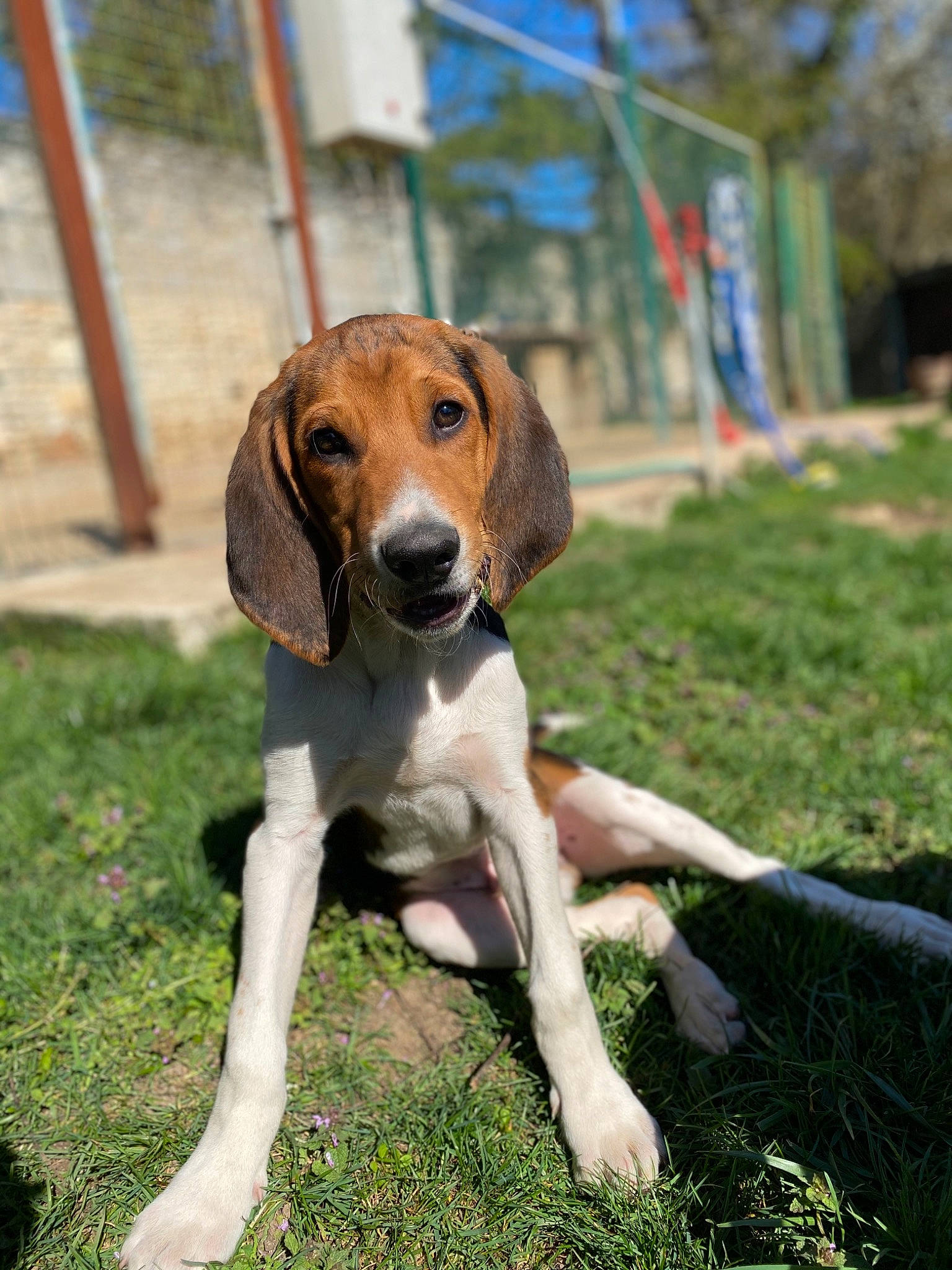 Prodige participe au concours pour gagner de l'argent avec cette photo : american_foxhound, beagle, beagle_harrier, canidae, carnivore, companion_dog, coonhound, dog, dog_breed, english_foxhound, estonian_hound, grand_anglo_francais_tricolore, hamiltonstovare, harrier, hunting_dog, mammal, serbian_tricolour_hound, snout, treeing_walker_coonhound, vertebrate