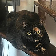 Molly joined the competition — help win amazing prizes! cat, tortoiseshell, animal, pet, indoor, wooden_shelf, feline, yellow_eyes, fur, resting, looking, closeup, domestic_cat, cute, whiskers, ears, paws, household, relaxed, curious