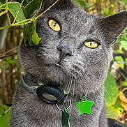 Shadow joined the competition — help win amazing prizes! cat, gray_cat, yellow_eyes, collar, green_tags, leaf, outdoor, nature, foliage, close_up, pet, animal, whiskers, ears, curious, sitting, fur, portrait, green, cute