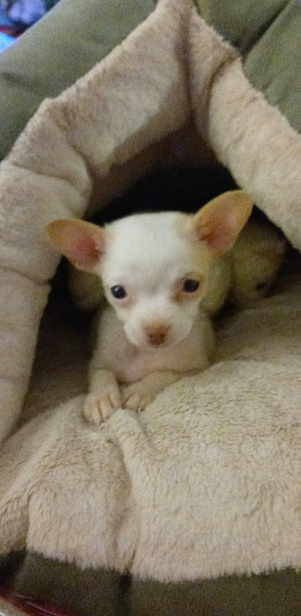 Gidget joined the competition — help win amazing prizes! carnivore, comfort, companion_dog, dog, dog_breed, ear, eyelash, fawn, fur, paw, terrestrial_animal, toy_dog, whiskers, working_animal