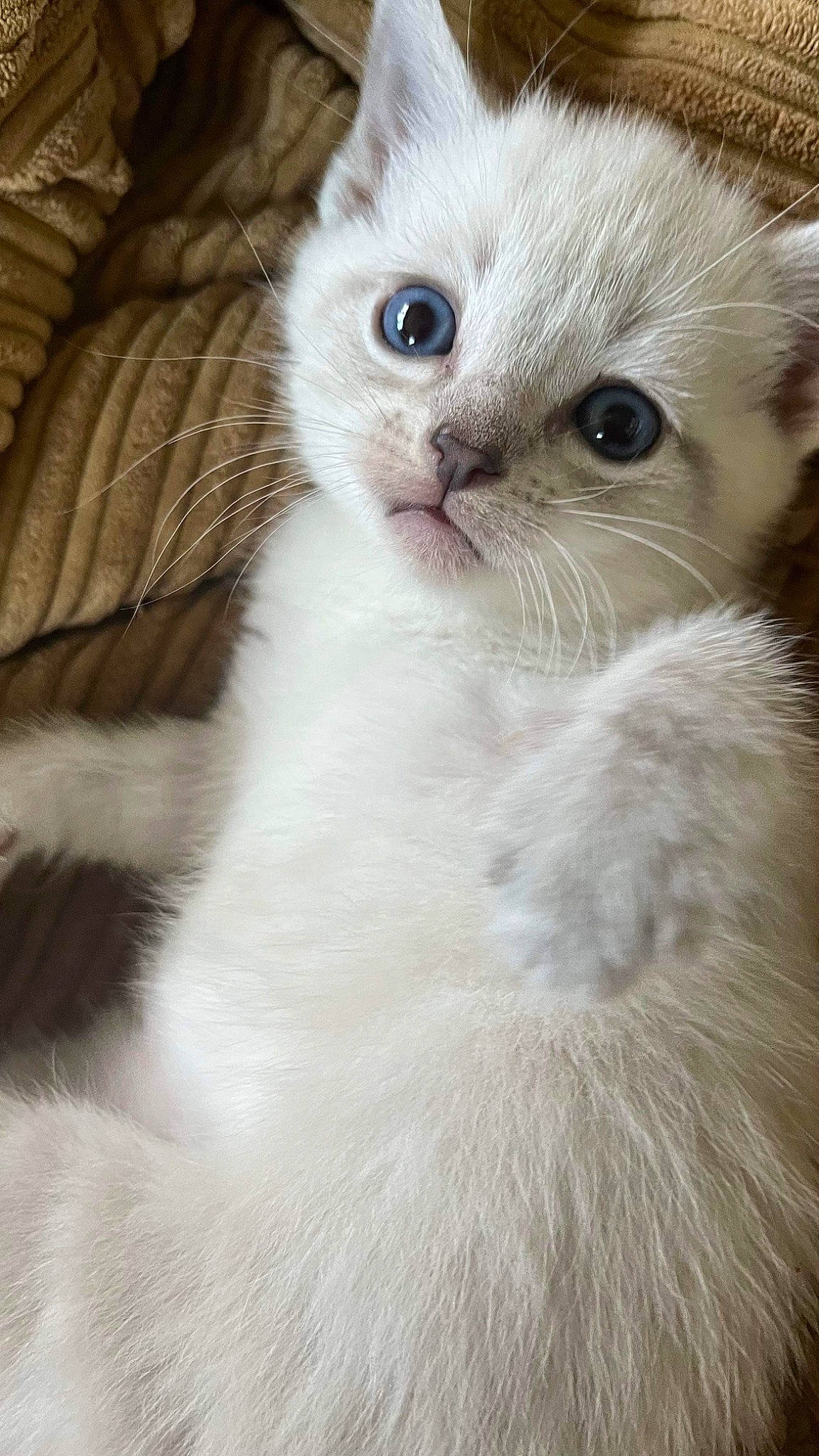 Jersey joined the competition — help win amazing prizes! carnivore, cat, claw, close_up, comfort, domestic_short_haired_cat, fawn, felidae, fur, paw, small_to_medium_sized_cats, snout, terrestrial_animal, whiskers