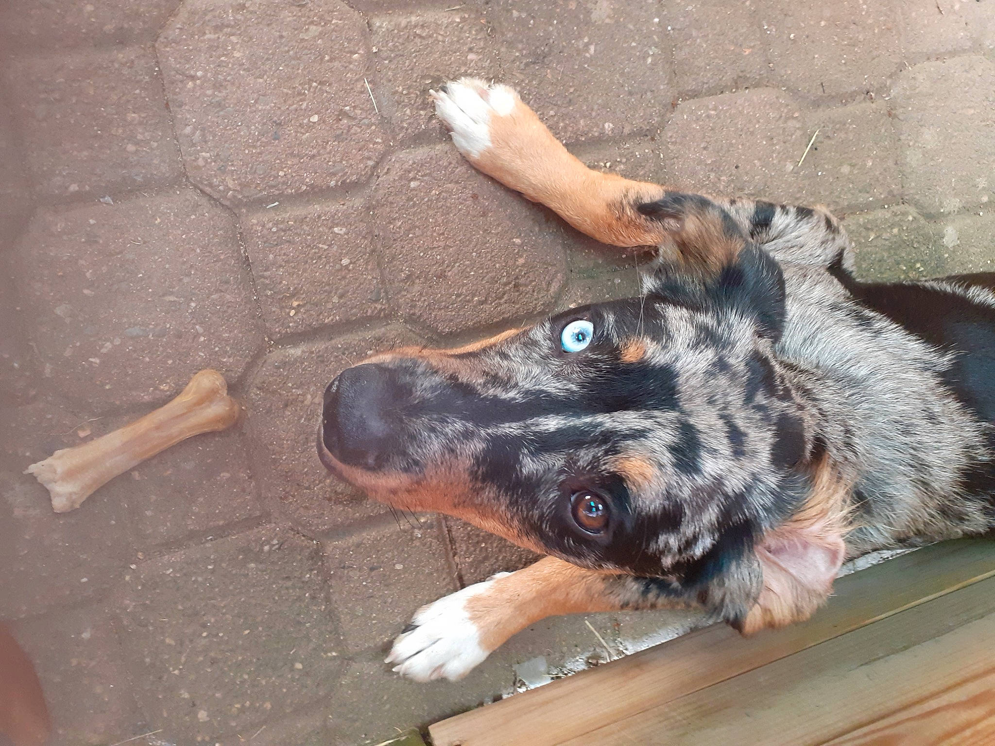 Rocky a rejoint le concours — aidez-le/la à gagner de superbes lots ! canidae, carnivore, dog, dog_breed, fawn, snout, sporting_group