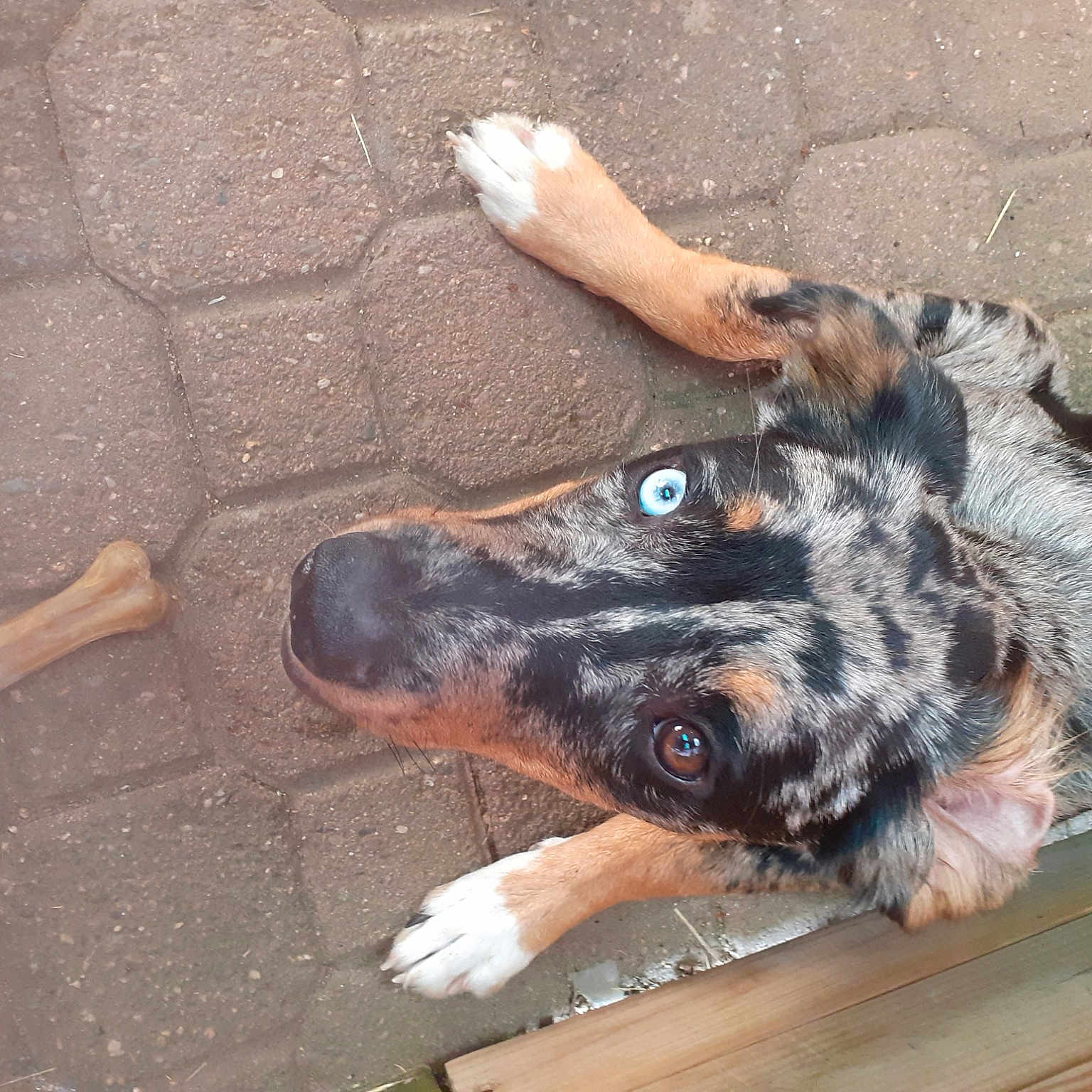 Rocky