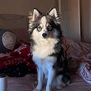 Willa joined the competition — help win amazing prizes! bed, bedroom, blanket, blue_eyes, cozy, dog, ears, fluffy, fur, gaze, husky_mix, indoor, muzzle, paws, pet, pillow, portrait, sitting, sunlight, tail