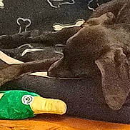 Griotte a rejoint le concours — aidez-le/la à gagner de superbes lots ! dog, paw, plush_toy, green, champagne_bottle, floor, wooden_floor, blanket, bone_pattern, resting, lying_down, pet, animal, indoor, cozy, soft_toy, relaxed, brown, black, comfort