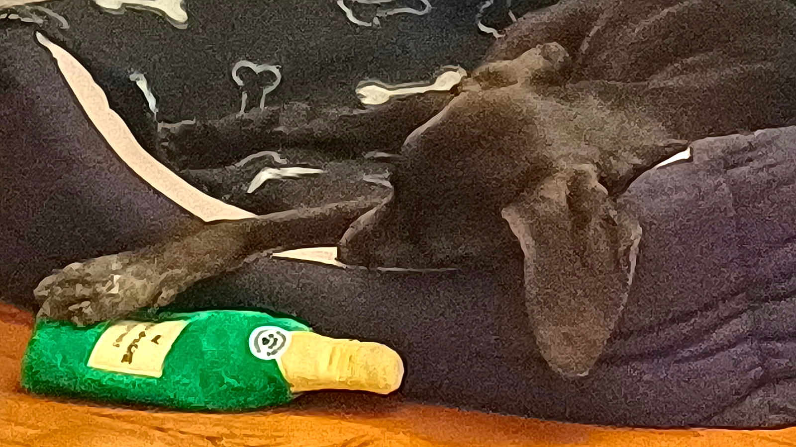 Griotte a rejoint le concours — aidez-le/la à gagner de superbes lots ! dog, paw, plush_toy, green, champagne_bottle, floor, wooden_floor, blanket, bone_pattern, resting, lying_down, pet, animal, indoor, cozy, soft_toy, relaxed, brown, black, comfort
