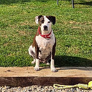Shelby participe au concours pour gagner de l'argent avec cette photo : dog, grass, collar, rope_toy, bench, shadow, wood, gravel, outdoor, pet, sitting, animal, daylight, play, nature, calm, spot, fur, ears, leash