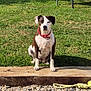 dog, grass, collar, rope_toy, bench, shadow, wood, gravel, outdoor, pet, sitting, animal, daylight, play, nature, calm, spot, fur, ears, leash