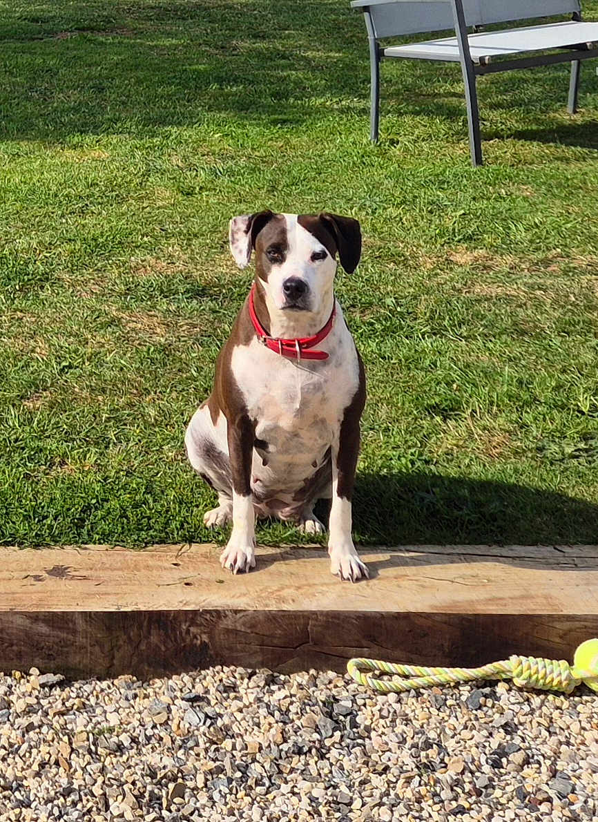 Shelby participe au concours pour gagner de l'argent avec cette photo : dog, grass, collar, rope_toy, bench, shadow, wood, gravel, outdoor, pet, sitting, animal, daylight, play, nature, calm, spot, fur, ears, leash